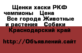 Щенки хаски РКФ чемпионы › Цена ­ 90 000 - Все города Животные и растения » Собаки   . Краснодарский край